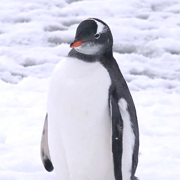 Meet your Posher, Lisa - Picture 1 of 1